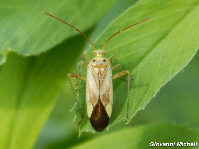 Miridae: Adelphocoris lineolatus della Lombardia (MI)